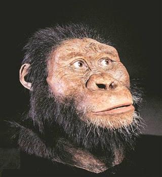 What are the facts about the human evolution?