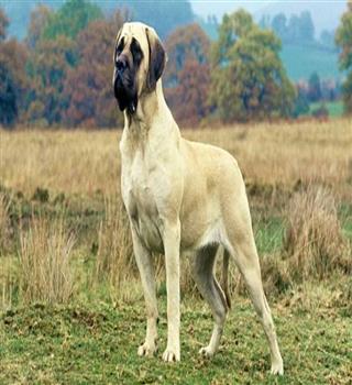 Largest dog breed in the world