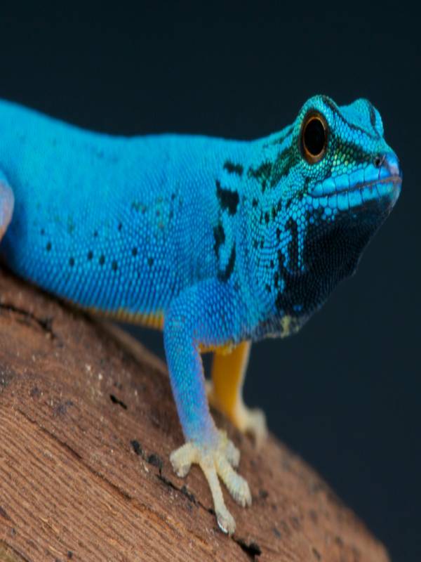 World's most beautiful lizards - MindStick YourViews – MindStick YourViews