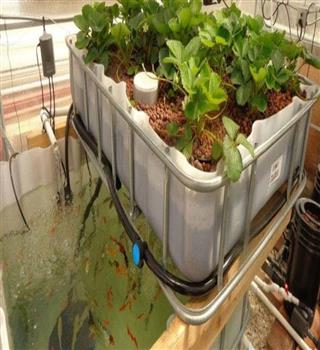 Did you know about Aquaponics?