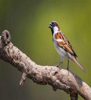 8 Ways to Save Sparrows, the Small Bird