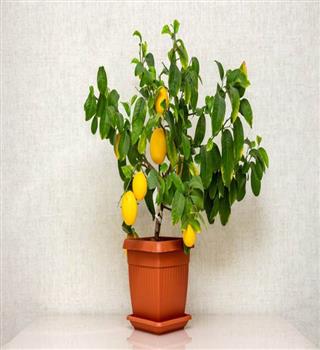 How to grow lemon plant in a pot at home?
