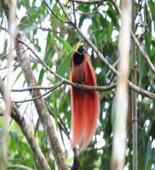 The most stunning birds in the wild