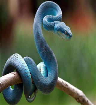 10 Colorful Snakes in the World