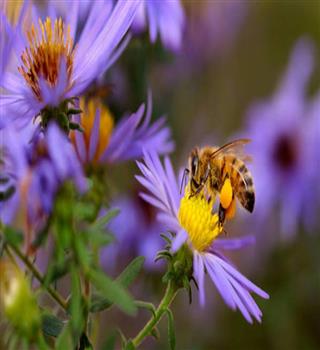 10 Flowers on Which Honeybees Sit
