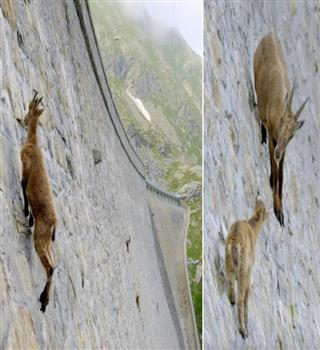Mountain Goats Climbing A Dam Wall Challenges Newton’s Rule Of Gravity Buzz Staf