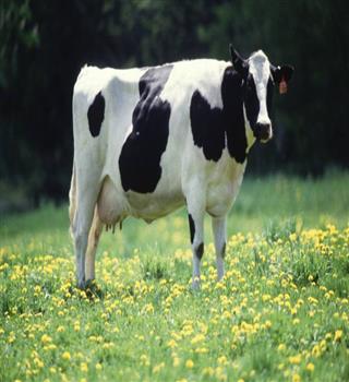 Why Cow (Gau Mata) Is Sacred in Sanatan Dharma