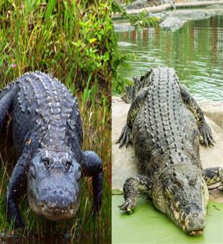 Difference Between Crocodile and Alligator