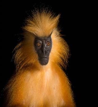 10 Exotic Animals to Spot in the Indian Himalayas