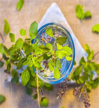 Why you should take Tulsi every day? 5 benefits