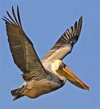 Pelican interesting facts
