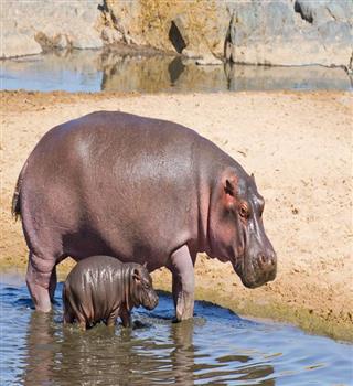 Hippopotamus milk is in pink colour
