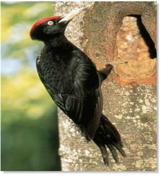 Interesting facts about woodpecker
