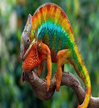 Why do chameleons change colour?