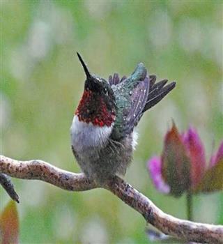 Cutest hummingbird