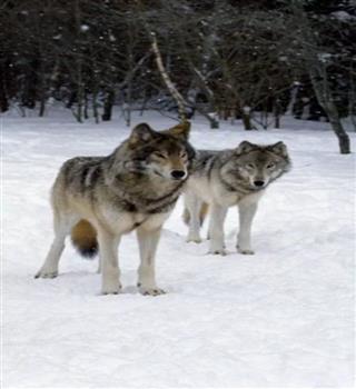 10 Animals That Are Extremely Loyal to Their Families and Packs