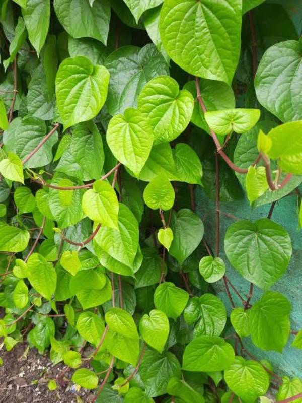 Top 7 Medicinal Benefits of Betel Leaves - MindStick YourViews ...