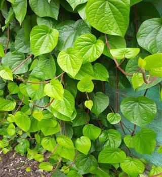 Top 7 Medicinal Benefits of Betel Leaves