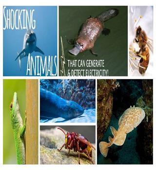 Rare Species Having Electricity in Their Body