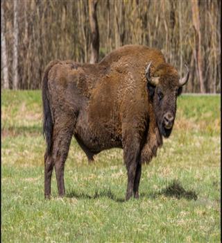 10 Countries with Strange National Animals