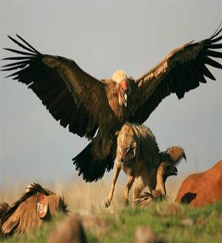 5 Largest Flying Birds in the World by Wingspan