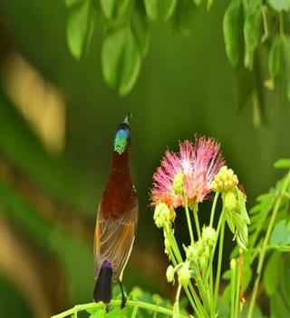 8 Plants That Attract Birds to Your Garden