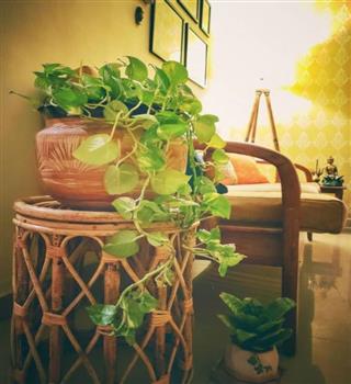 10 Amazing Benefits of Keeping Money Plants in Your Living Room