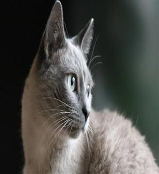 Most Expensive Animals in the World