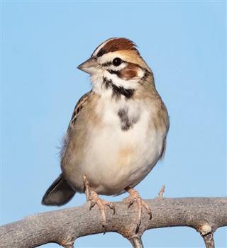 10 Most Stunning Sparrow Birds in the World