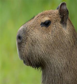 Cutest Capybara
