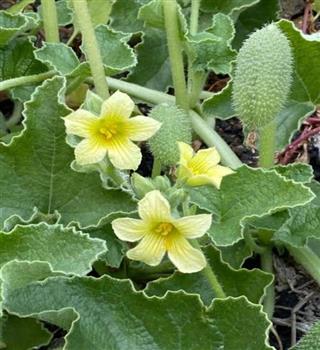 Amazing Ecbalium elaterium