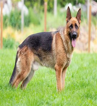 Top 8 Strongest Dog Breeds in the World