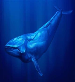 Facts about Blue Whale.