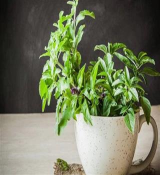 From Vedas to Modern World: Why Tulsi is the Superfood