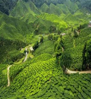 India’s greenest states