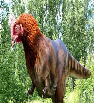 Is chicken a dinosaur?