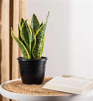 8 houseplants that need almost no water and sunlight