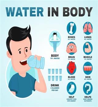 Why is water so important to the human body?