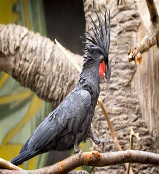 10 rare black color birds