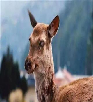 Did you know about zombie deer disease?