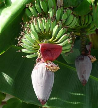 Benefits of eating banana flower