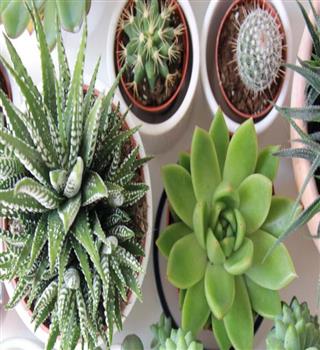 8 fastest growing succulents for the home garden