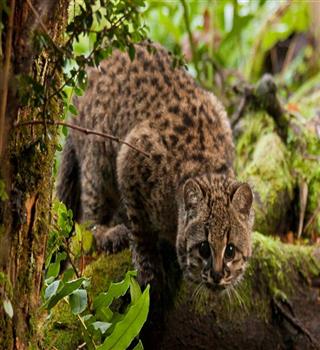 5 smallest cats in the wild