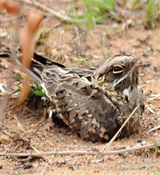 The Bird That Lays Luminous Eggs