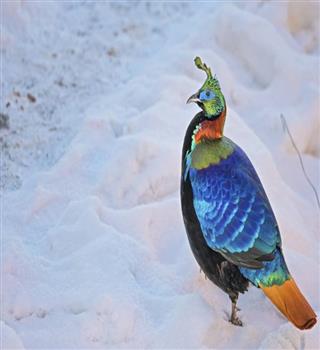 10 birds that can spotted in hills this summer
