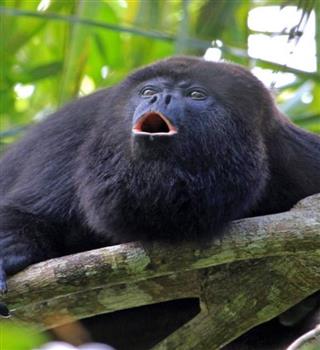 7 Loudest Animals in the World