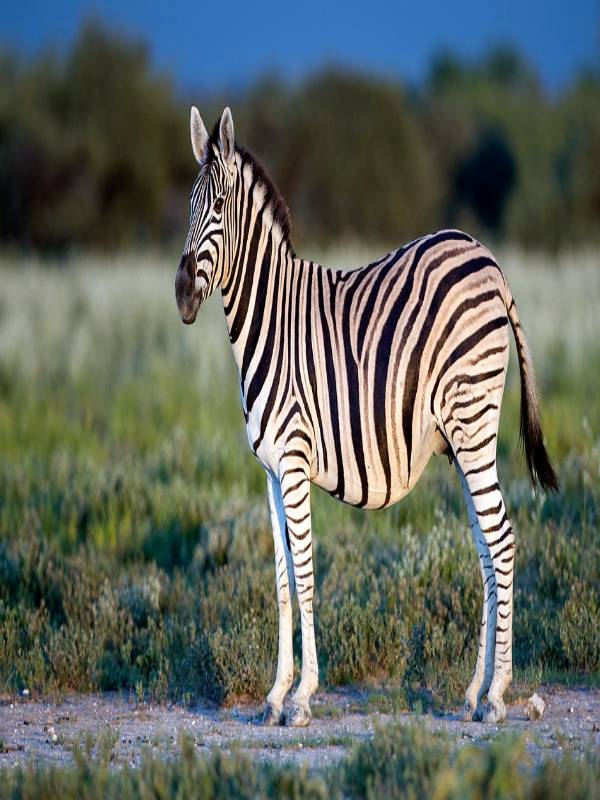 Zebra In The Kitchen