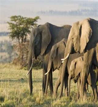 Less known facts about Elephants