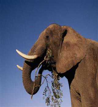 Top 10 Heaviest animals on Earth