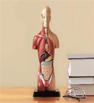 6 of the weirdest and wackiest facts on the human body